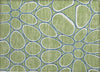 Piper Looms Chantille Circles ACN1041 Aloe Machine Washable Area Rug Scatter Main Image