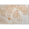 Piper Looms Mayfield Modern AMF682 Coral Machine Washable Area Rug Scatter Main Image