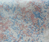 Exquisite Rugs Cassina 2539 Blue/Pink Area Rug Lifestyle Image Feature