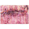 Dalyn Kikiamo KK16 Flamingo Machine Washable Area Rug Scatter Main Image