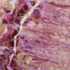 Dalyn Kikiamo KK16 Flamingo Machine Washable Area Rug Swatch Image