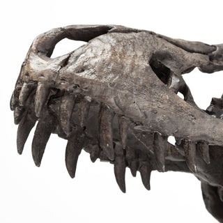 Mercana Jurassic 67025 Brown Alternate Image