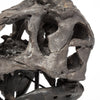 Mercana Jurassic 67025 Brown Alternate Image