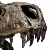 Mercana Jurassic 57430 Brown Alternate Image