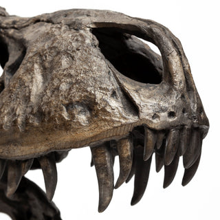 Mercana Jurassic 57430 Brown Alternate Image