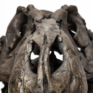 Mercana Jurassic 57430 Brown Alternate Image