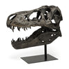 Mercana Jurassic 57430 Brown main image