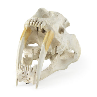Fozzil Resin Sabretooth Skull Replica Main Image