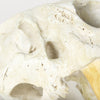 Mercana Fozzil 57425 Beige Alternate Image