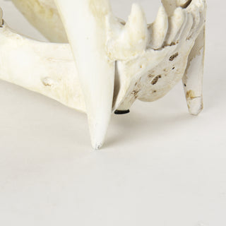 Mercana Fozzil 57425 Beige Alternate Image