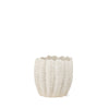Velia Short Seashell Sculptural Cream Glazed Ceramic Vase Main Image