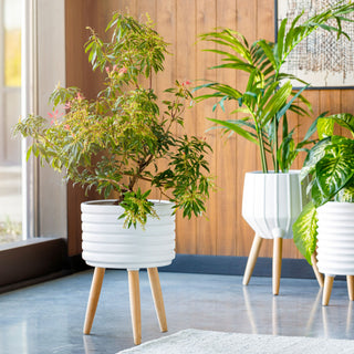 Surya Orchid ORC-003 White Style Shot Feature