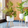 Surya Orchid ORC-003 White Style Shot Feature