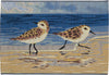 Trans Ocean Esencia 9584/12 Sandpipers Area Rug 