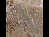 Jaipur Living Sinclaire Druzy SNL09 Gold/Gray Area Rug - Video