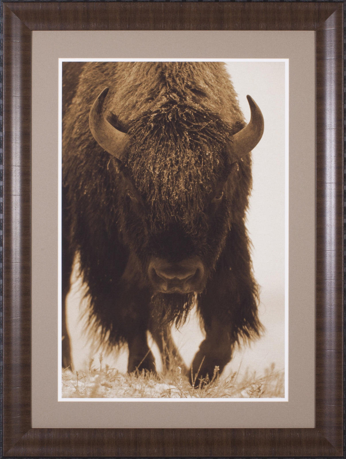 Art Effects American Bison Portrait in Snow North America Wall Art by Tim Fitzharris