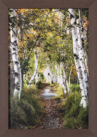 Art Effects Birch Path I Wall Art by Danny Head