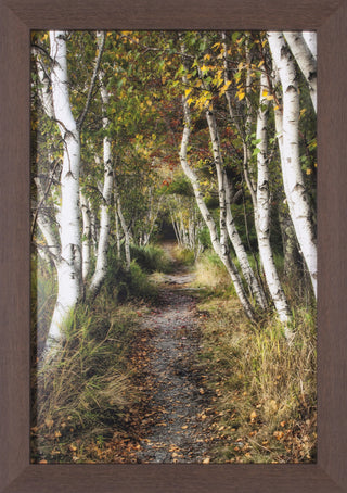 Art Effects Birch Path Ii Wall Art by Danny Head