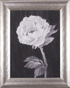 Art Effects Black and White Flowers II Wall Art by Ethan Harper