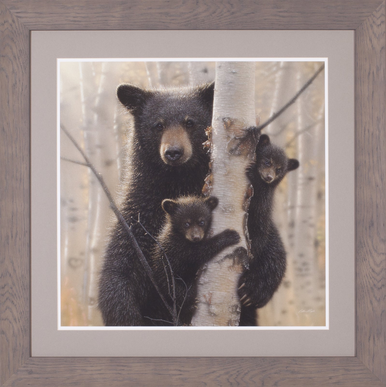 Art Effects Black Bear Mother and Cubs-Mama Wall Art by Collin Bogle