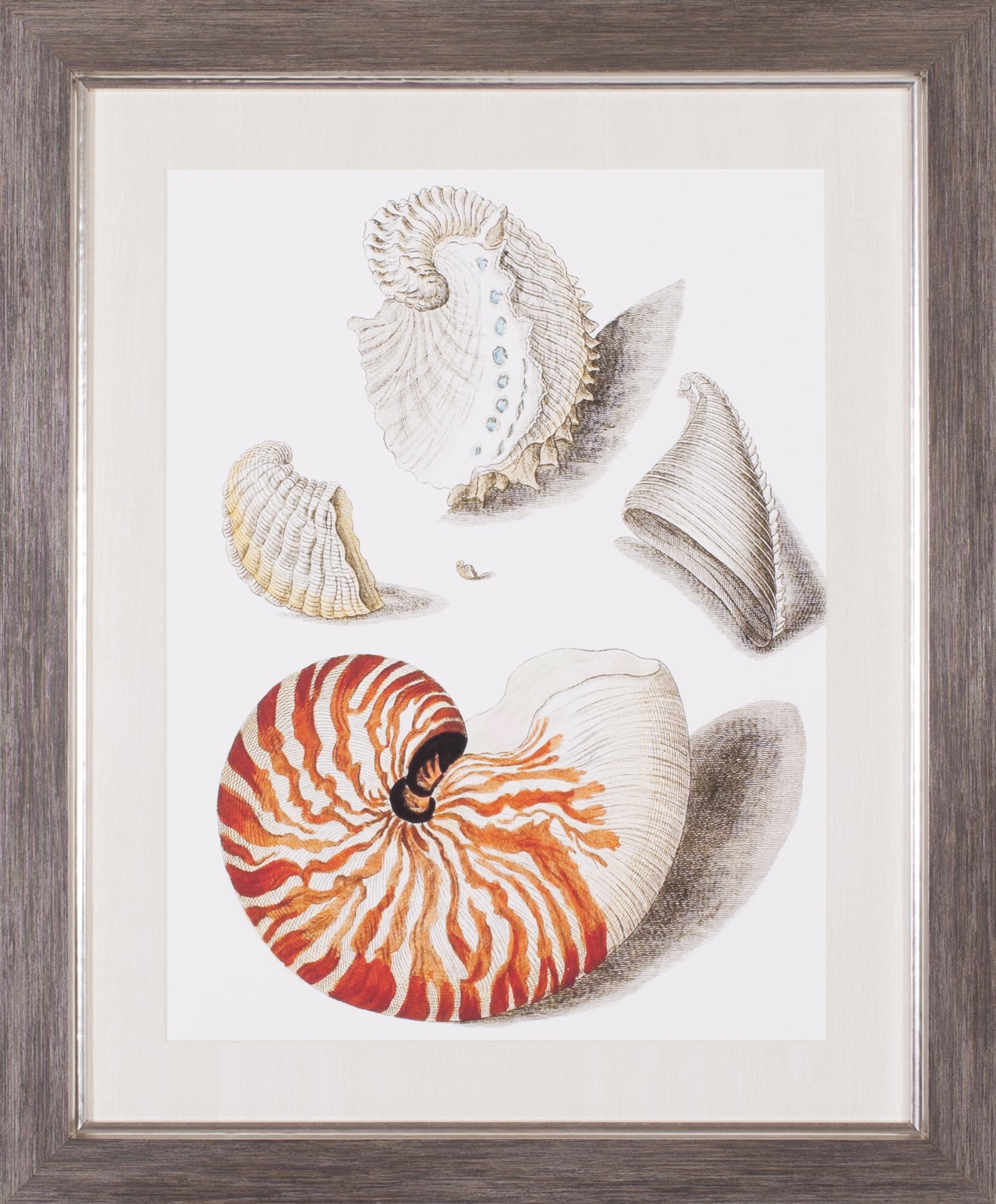 Art Effects Collected Shells I Wall Art by Vision Studio
