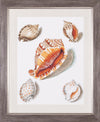 Art Effects Collected Shells VII Wall Art by Vision Studio