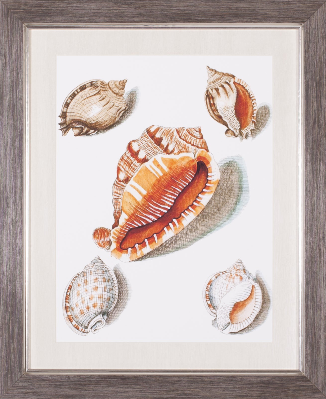 Art Effects Collected Shells VII Wall Art by Vision Studio