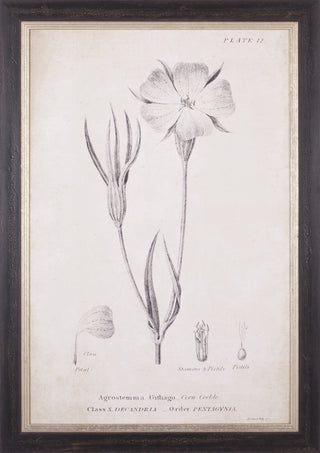 Art Effects Conversations On Botany 03 Wall Art by Wild Apple Portfolio