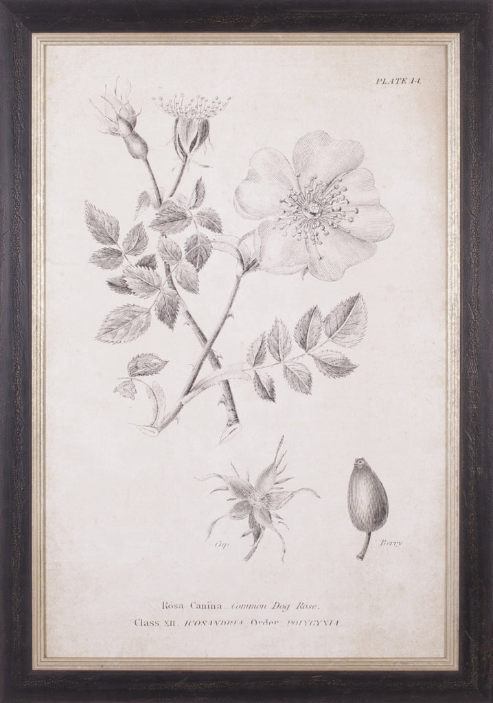 Art Effects Conversations On Botany 04 Wall Art by Wild Apple Portfolio