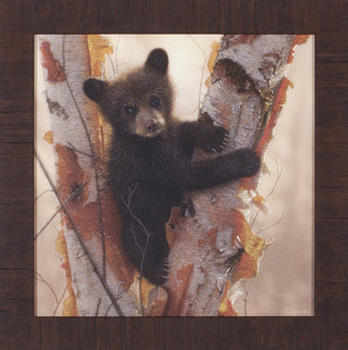 Art Effects Curious Cub Petite I Wall Art by Collin Bogle