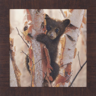 Art Effects Curious Cub Petite Ii Wall Art by Collin Bogle