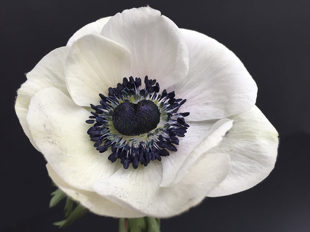 Art Effects Fair Wall Art by Beatrice Kiss