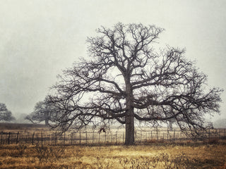 Art Effects Foggy Oak Wall Art by Kristi Goodkind