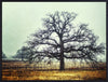 Art Effects Foggy Oak Wall Art by Kristi Goodkind