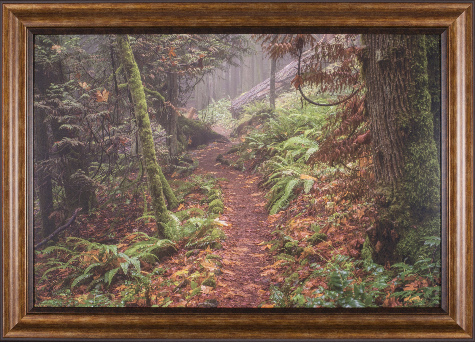 Art Effects Forest Stroll Wall Art by Tim Oldford