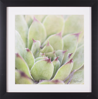 Art Effects Garden Succulents I Wall Art by Laura Marshall