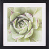 Art Effects Garden Succulents II Wall Art by Laura Marshall