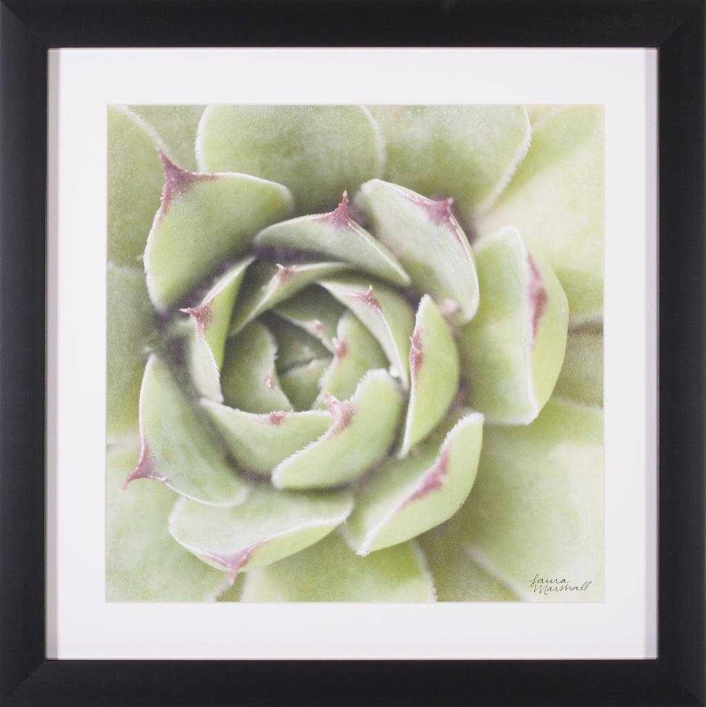 Art Effects Garden Succulents II Wall Art by Laura Marshall