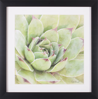 Art Effects Garden Succulents IV Wall Art by Laura Marshall