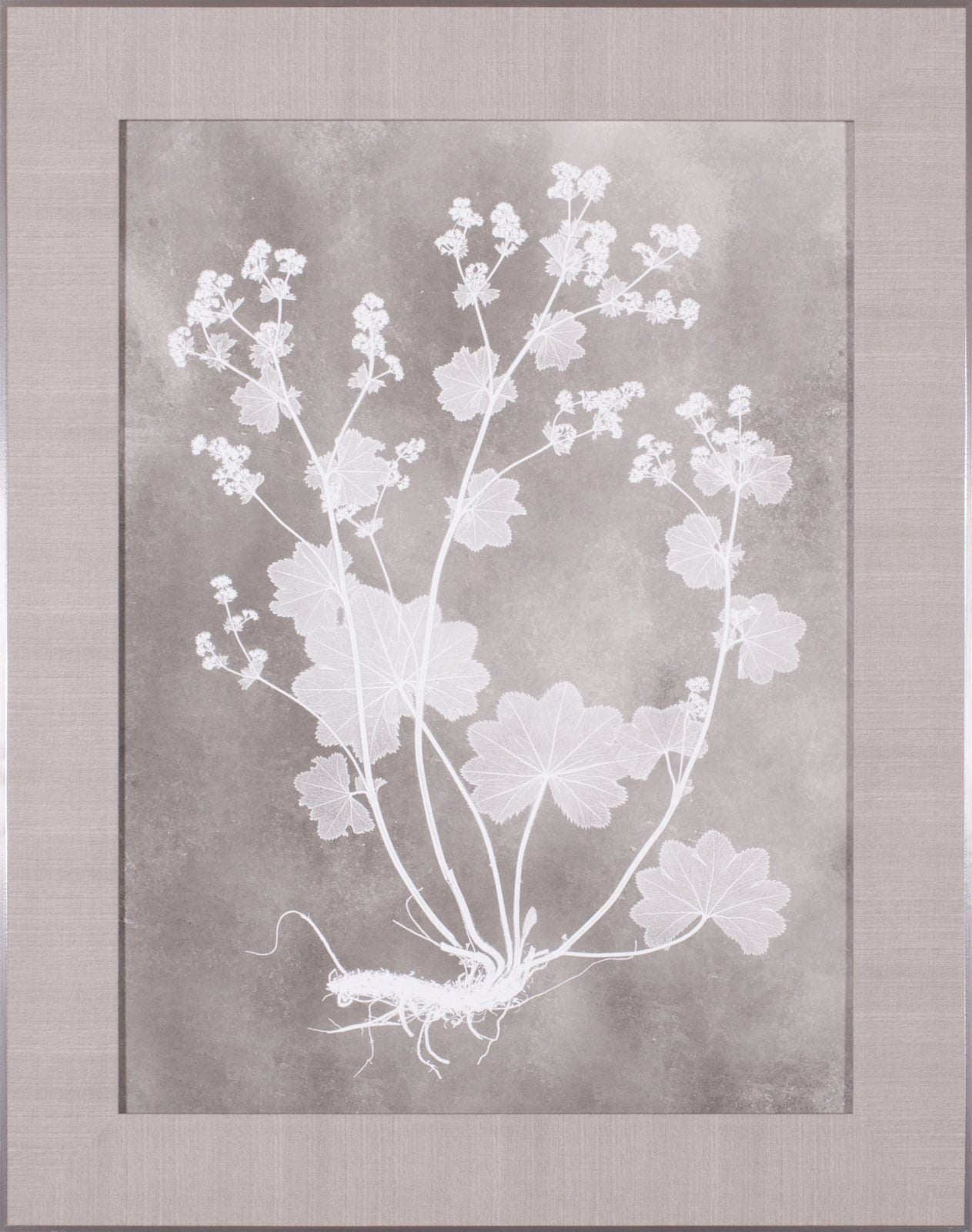 Art Effects Herbarium Study I Wall Art by Vision Studio