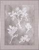 Art Effects Herbarium Study II Wall Art by Vision Studio