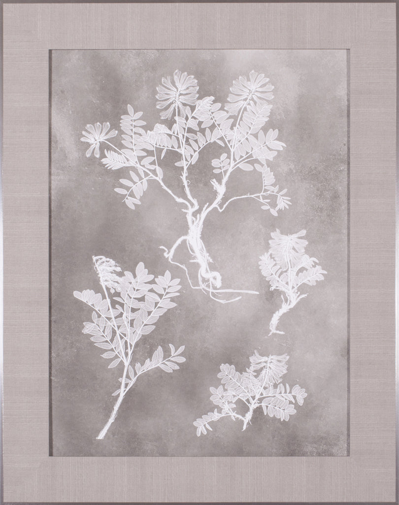 Art Effects Herbarium Study II Wall Art by Vision Studio