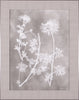 Art Effects Herbarium Study IV Wall Art by Vision Studio