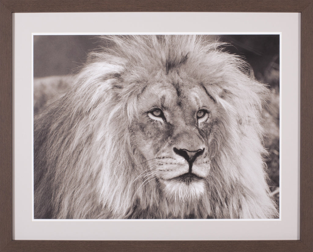 Art Effects King of Africa Wall Art by Pangea Images