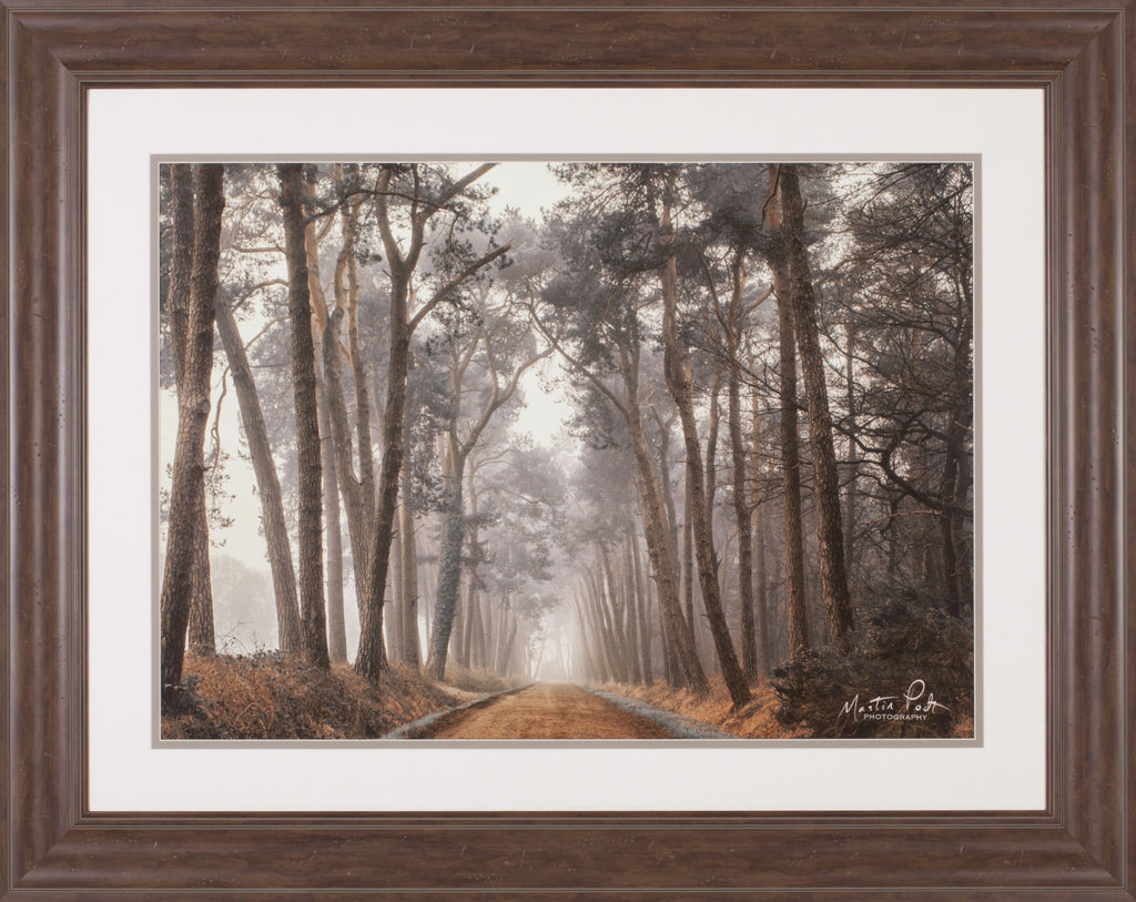 Art Effects Path of Pines Wall Art by Martin Podt