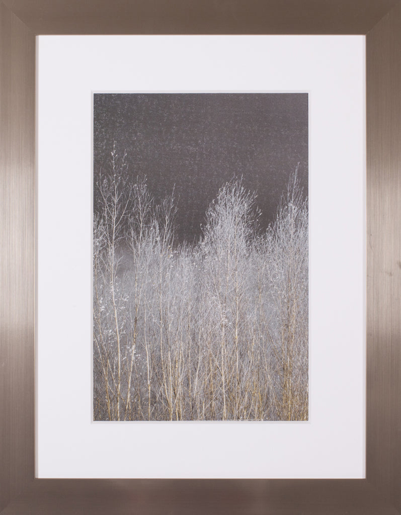 Art Effects Silver Forest I Wall Art by Assaf Frank