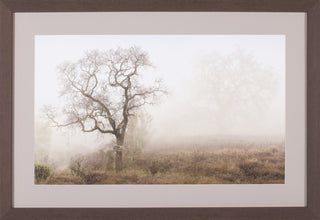 Art Effects Sonoma Oak Number 1 Wall Art by Alan Blaustein