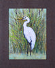 Art Effects White Egret I Wall Art by Tim O'Toole