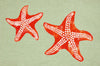 Trans Ocean Visions III Star Fish Green Area Rug 1' 8'' X 2' 6''